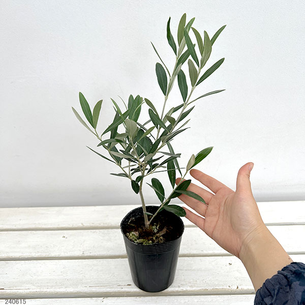 園芸ネット本店｜オリーブ：モライオロ3.5号ポット の通販【公式】