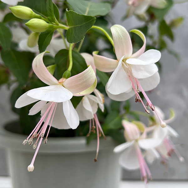 園芸ネット本店｜フクシア：プーニー ブランカ(白）5号鉢植え の通販