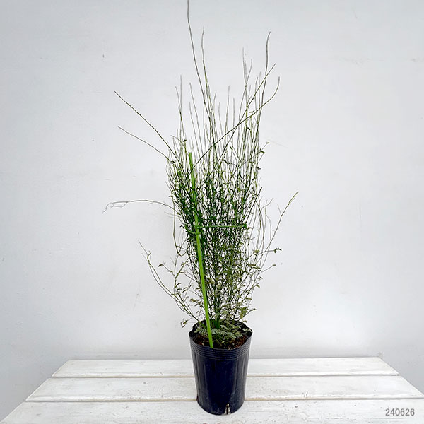 園芸ネット本店｜アカシア：スピネセンス（スピニーワトル） 5号ポット