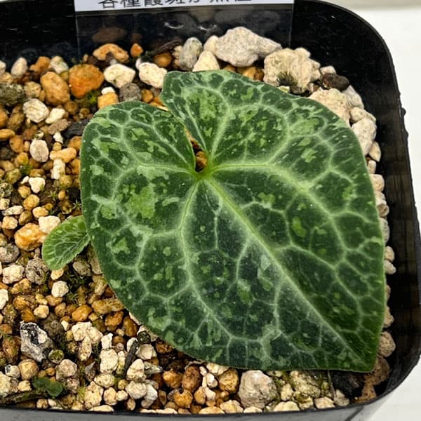 園芸ネット本店｜カンアオイ（寒葵）：皇陽（コウヨウ）3号ポット の