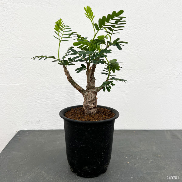 園芸ネット本店｜[ザ・ファームセレクト]センナ：メリディオナリス