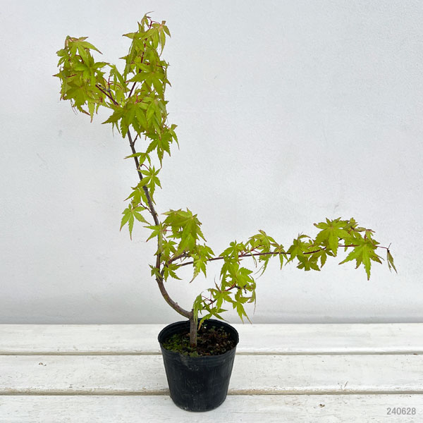 園芸ネット本店｜モミジ（カエデ）：流泉（りゅうせん）3号ポット の