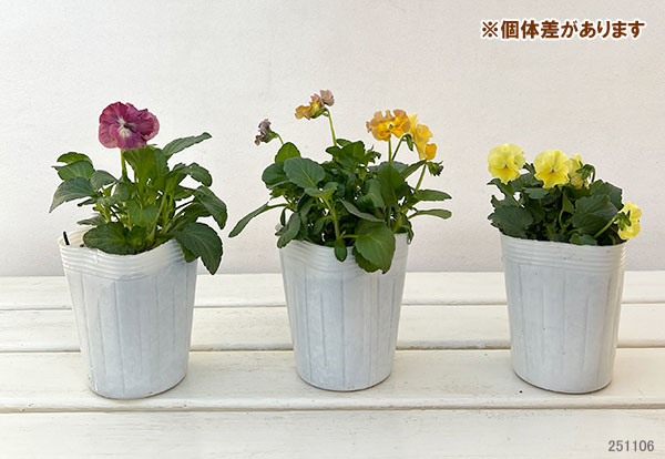 園芸ネット本店｜ビオラ（フリル咲き）：パステルフリル（ミックス