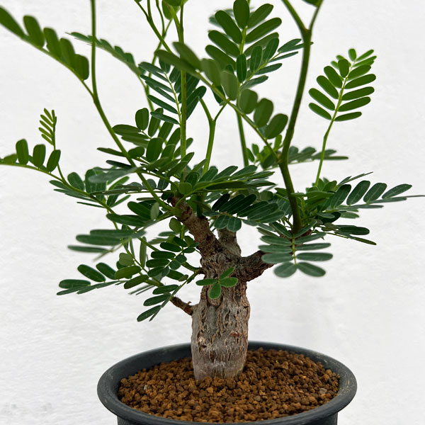 園芸ネット本店｜[ザ・ファームセレクト]センナ：メリディオナリス