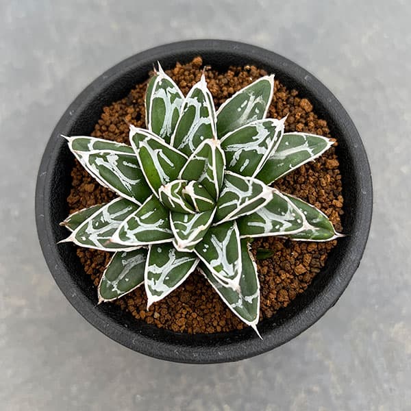 園芸ネット本店｜[ザ・ファームセレクト]アガベ：姫笹の雪 2.5号鉢植え