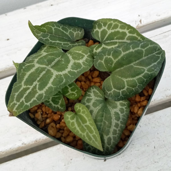 園芸ネット本店｜カンアオイ（寒葵）：中国カンアオイ sp.(No.1) 3号