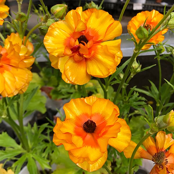 園芸ネット本店｜ラナンキュラス：サラセレネ ラゴス3.5-4号ポット の