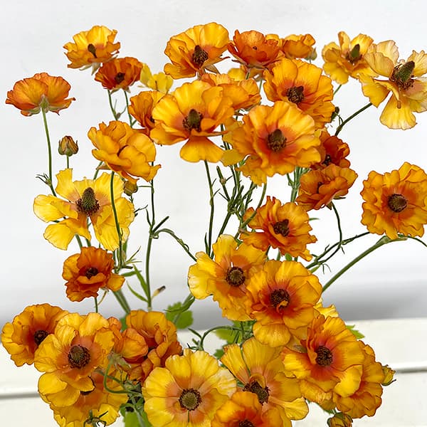 園芸ネット本店｜ラナンキュラス：サラセレネ ラゴス3.5-4号ポット の