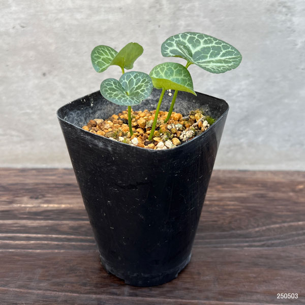 園芸ネット本店｜カンアオイ（寒葵）：真鶴（マナヅル）3号ポット の