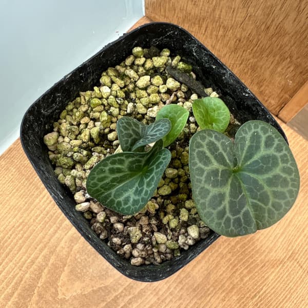 園芸ネット本店｜カンアオイ（寒葵）：真鶴（マナヅル）3号ポット の