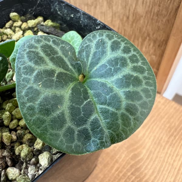 希少【亀甲斑入り/天然野生の寒葵＊カンアオイ】今春生まれたての若葉2