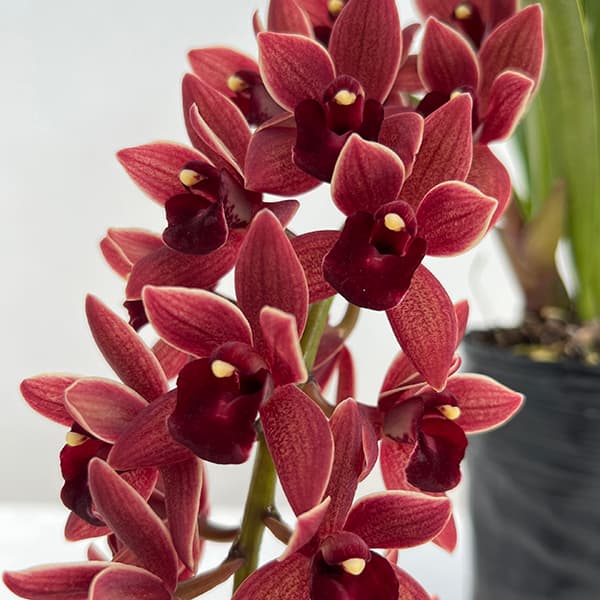 園芸ネット本店｜シンビジューム：フォアゴットンフルーツ花芽付き4号