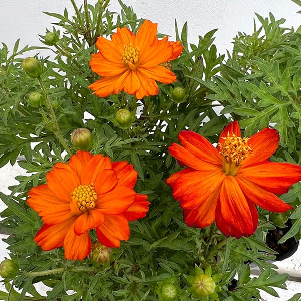 園芸ネット本店｜キバナコスモス(黄花コスモス)：ロード スカーレット