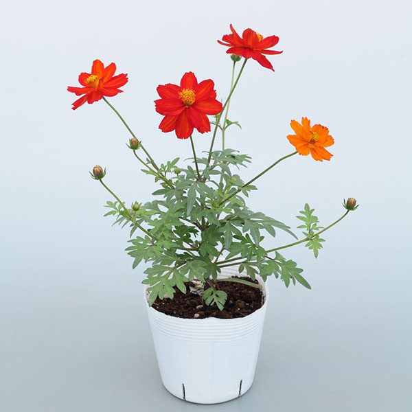 園芸ネット本店｜キバナコスモス(黄花コスモス)：ロード スカーレット