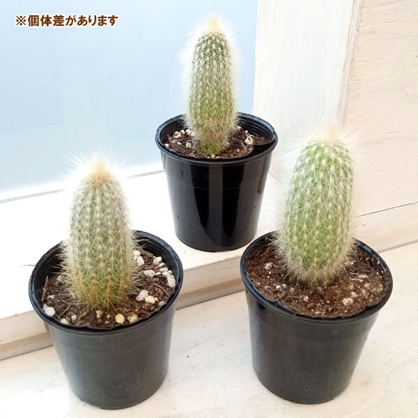 園芸ネット本店｜サボテン：吹雪柱 2.5号鉢入り の通販【公式】