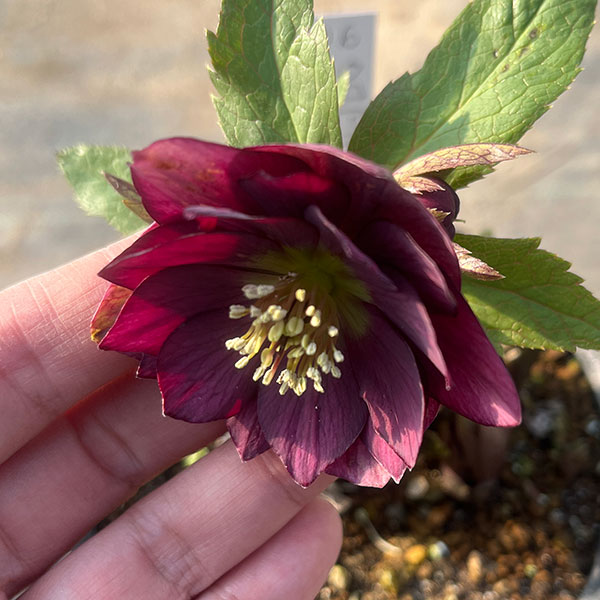 園芸ネット本店｜若泉ファームさんのクリスマスローズ：クロアチカス