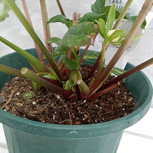 園芸ネット本店｜クリスマスローズ：ダブルエレン（ホワイト）24-03／5