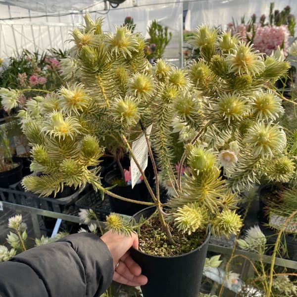 園芸ネット本店｜フィリカ プベッセンス：ワフトフェザー 5号鉢植え の