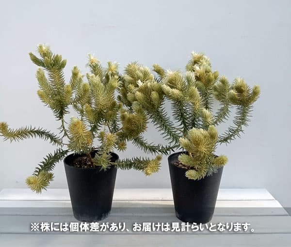 園芸ネット本店｜フィリカ プベッセンス：ワフトフェザ（樹高約20