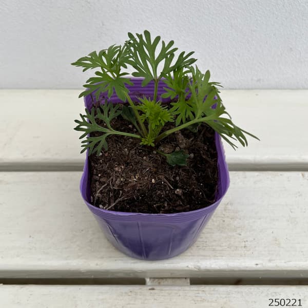 園芸ネット本店｜チドリソウ（千鳥草・ラークスパー）：パープル