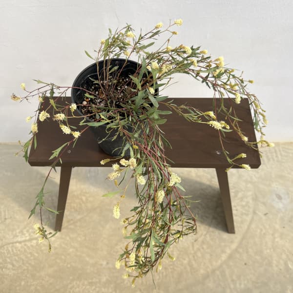 園芸ネット本店｜グレビレア：シナフィー（シナフェア） 5号鉢植え の