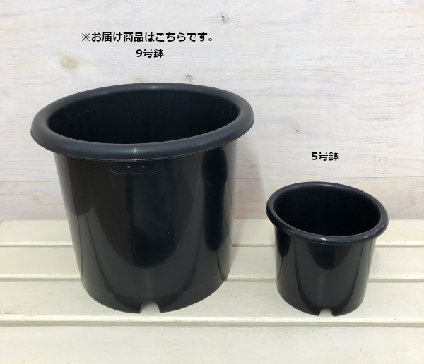 園芸ネット本店｜ニュー菊鉢：9号（K-20） の通販【公式】