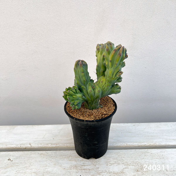 園芸ネット本店｜ミルティロカクタス：竜神木綴化（りゅうじんぼく・て