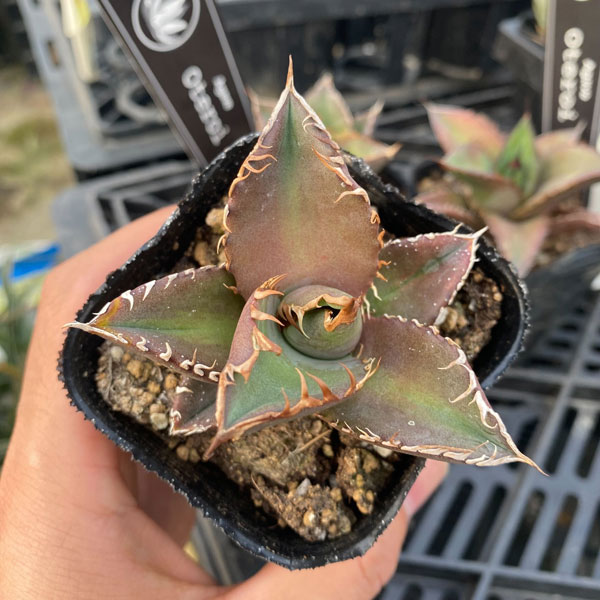 園芸ネット本店｜アガベ：オテロイ 2.5号ポット の通販【公式】