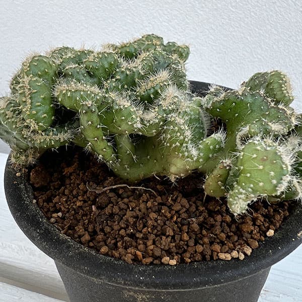 園芸ネット本店｜オプンチア：ランセオラータ綴化 青海波 3号鉢植え の