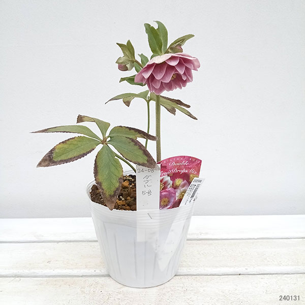 園芸ネット本店｜松村ナーセリーさんのクリスマスローズ：24-08ダブル