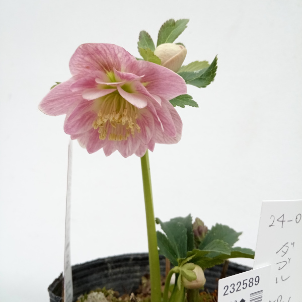 園芸ネット本店｜松村ナーセリーさんのクリスマスローズ：24-09ダブル