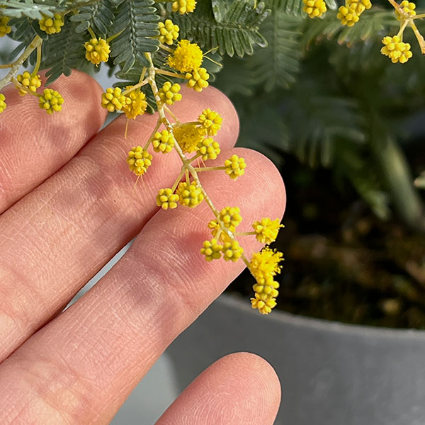 ローズマリー ミモザ ギンヨウアカシア 100サイズ ローズマリー ミモザ