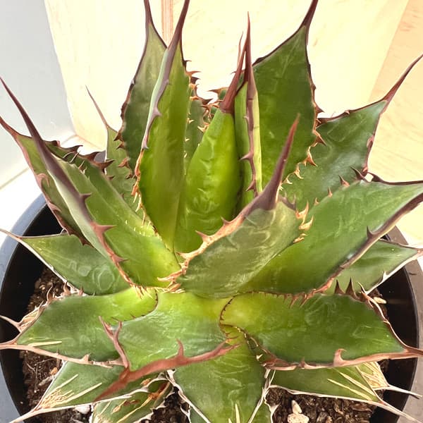 園芸ネット本店｜アガベ：ホリダ 6号鉢植え24-01 の通販【公式】