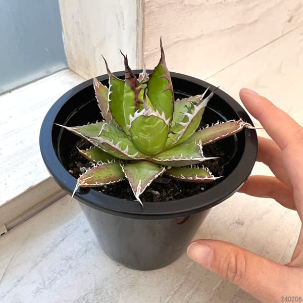 園芸ネット本店｜アガベ：ホリダ 4.5号鉢入り24-02 の通販【公式】