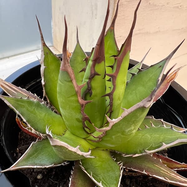 園芸ネット本店｜アガベ：ホリダ 4.5号鉢入り24-01 の通販【公式】