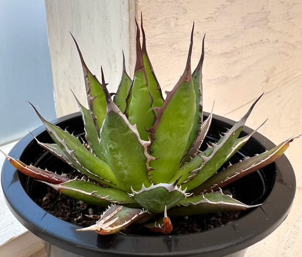 園芸ネット本店｜アガベ：ホリダ 4.5号鉢入り24-01 の通販【公式】