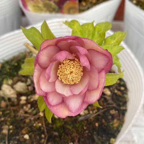 園芸ネット本店｜松村ナーセリーさんのクリスマスローズ：わけあり特価