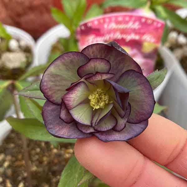 園芸ネット本店｜松村ナーセリーさんのクリスマスローズ：わけあり特価