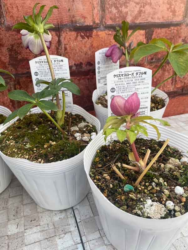 ☆＊ひまわり＊様ご購入苗㉖-327㉖-363㉖-384クリスマスローズ 園芸