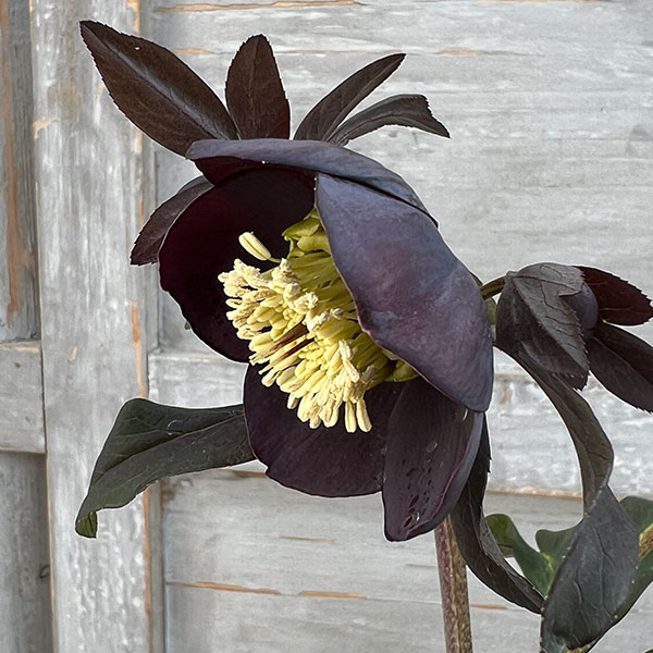 園芸ネット本店｜クリスマスローズ：スウィングシングル24-07写楽／1L