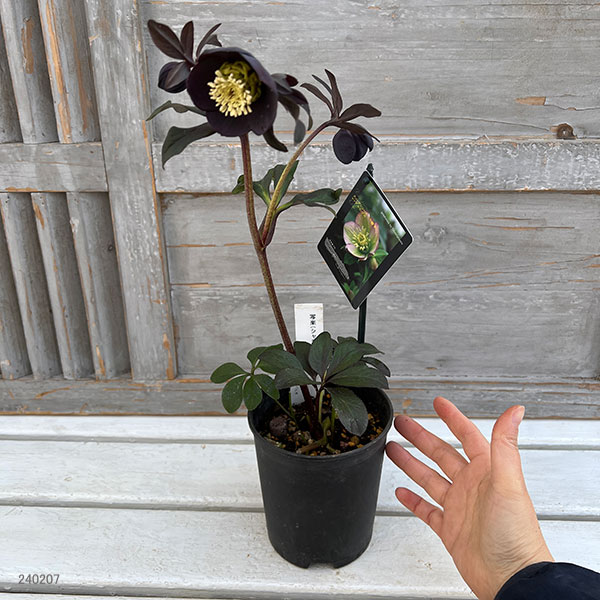 園芸ネット本店｜クリスマスローズ：スウィングシングル24-07写楽／1L