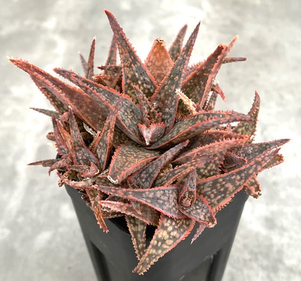 園芸ネット本店｜アロエ：DWアロエ ハイブリッド実生選抜株 繁殖苗NO.9