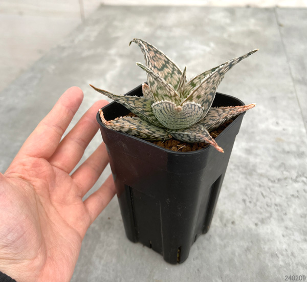 Aloe hybrid アロエ ハイブリッド 子株 第四種 TCTAloe hybrid アロエ