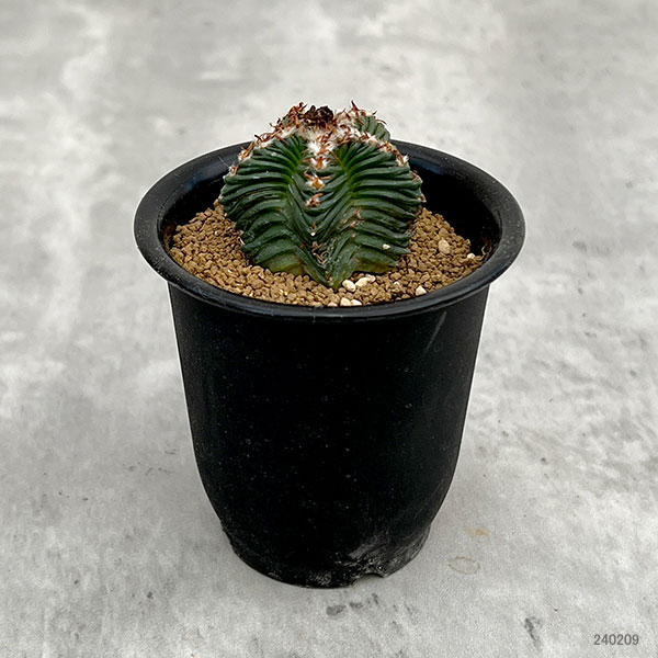 園芸ネット本店｜[ザ・ファームセレクト]サボテン：アズテキューム紅籠