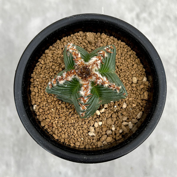 園芸ネット本店｜[ザ・ファームセレクト]サボテン：アズテキューム紅籠