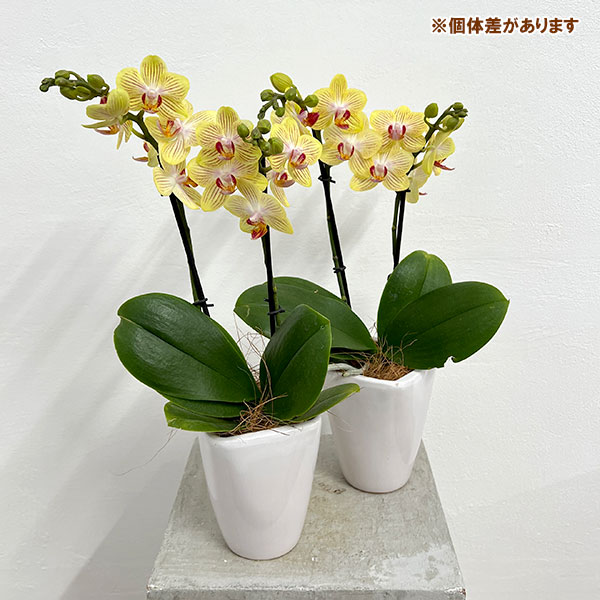 園芸ネット本店｜ミディコチョウラン：ゴールドベイビー2本立ち3号陶器