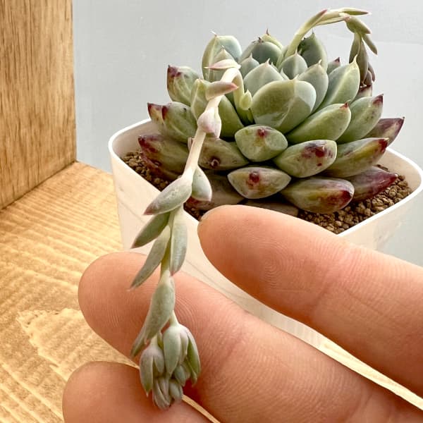 園芸ネット本店｜エケベリア：アルバビューティー 2.5号ポット の通販