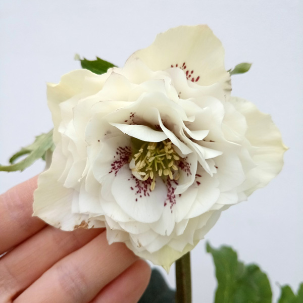 クリスマスローズ ロゼット咲き超多弁ホワイト 園芸ネット本店｜杉光