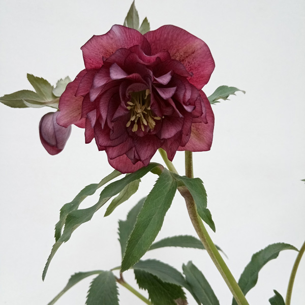 園芸ネット本店｜杉光園芸さんのクリスマスローズ：多弁系24-08レッド