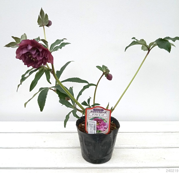 園芸ネット本店｜杉光園芸さんのクリスマスローズ：多弁系24-08レッド